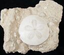 Beautiful Miocene Aged Fossil Sand Dollar - France #16059-2